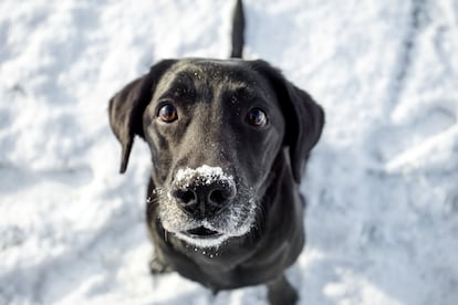 Consejos para proteger a tu perro del frío