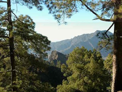 Panorámica del pinar de Alsándara, donde comenzó el incendio de Gran Canaria, dos meses antes de que se iniciara el fuego.