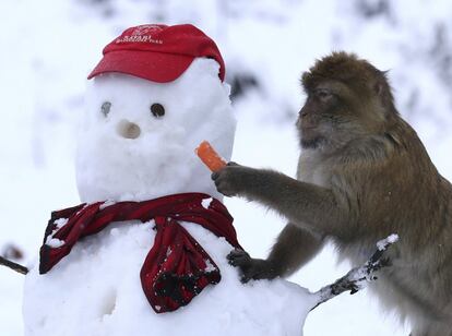 Un mono le quita su nariz de zanahoria a un muñeco de nieve en el Safari Blair Drummond, en Escocia.