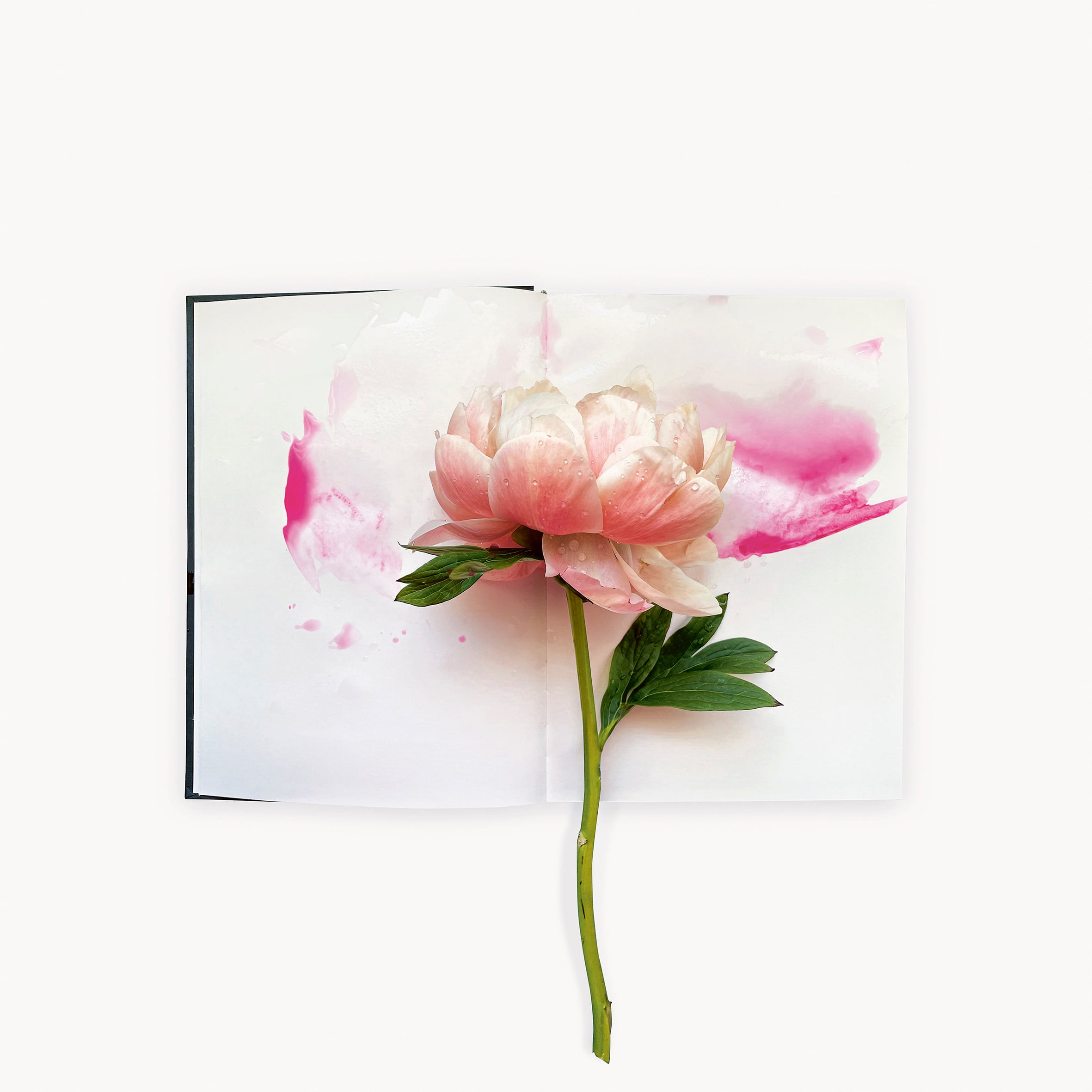 Un diario visual inspirado en el jardín de la casa donde vivió Monet
