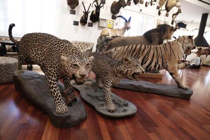 La colección de Marcial Gómez Sequeira incluye felinos como un león de Sudáfrica, un tigre de Tailandia, un leopardo salvaje asiático y un leopardo americano.