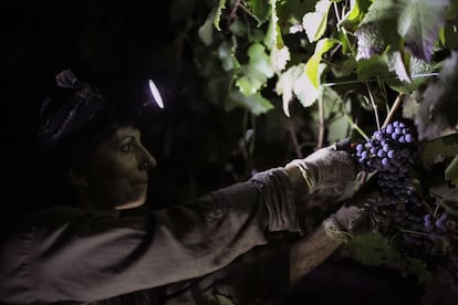 California lleva décadas haciendo vendimias nocturnas. En Jerez comenzaron a hacerse en 2008. "Al principio costó implantar esta técnica, la gente era reacia a trabajar de noche", asegura Luis Pérez hijo, enólogo de la empresa familiar. Bodegas Luis Pérez fue, según cuenta a El PAÍS, la primera firma en hacer algo que cada vez realizan más empresas de la industria vinícola en nuestra tierra: recolectar uvas en horario nocturno.