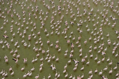 Um grupo de flamencos no lago Amboseli (Quênia).