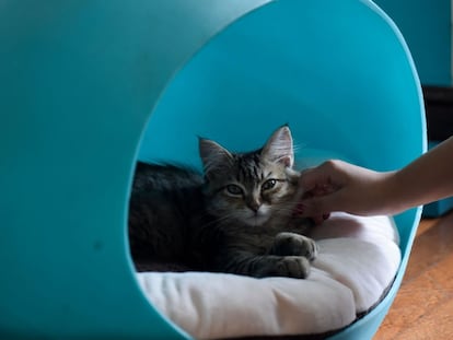 Una mujer juega con un gato, en Bogotá.