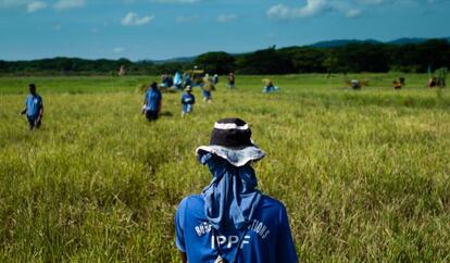 La prisión de Iwahig es la granja penal con mayor producción de Filipinas. Sus 26.000 hectáreas cuentan con arrozales, zonas de pesca, animales, el espeso manglar costero y una cadena montañosa,