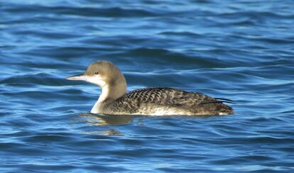 A Pacific loon at Civán dam in Caspe, Zaragoza.