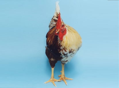 Sam, un animal que era un gallo en su mitad izquierda y una gallina en su mitad derecha.