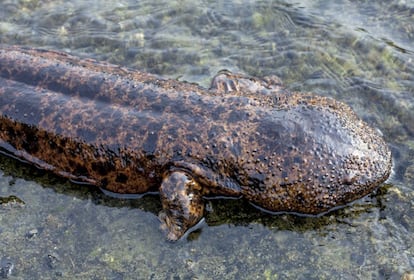 Una salamandra gigante en Kioto (Japón).