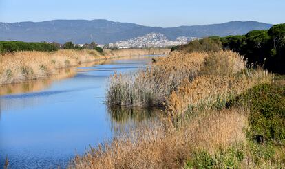 L'AMB incorpora les platges protegides del delta del Llobregat (la platja de la Ricarda – Ca l'Arana (el Prat de Llobregat) i de les zones dunars de la Pineda de Cal Francès i el Remolar (Viladecans) i del Remolar – la Roberta (el Prat de Llobregat)) dins de la gestió ambiental de platges metropolitanes.