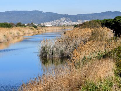 L'AMB incorpora les platges protegides del delta del Llobregat (la platja de la Ricarda – Ca l'Arana (el Prat de Llobregat) i de les zones dunars de la Pineda de Cal Francès i el Remolar (Viladecans) i del Remolar – la Roberta (el Prat de Llobregat)) dins de la gestió ambiental de platges metropolitanes. 



