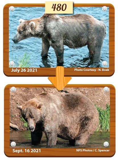 'Otis', ganador de la Semana del Oso Gordo de Alaska, antes y después de incrementar su peso para la hibernación.