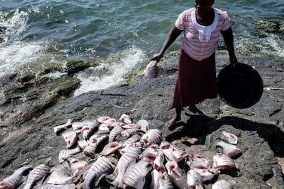 Una mujer corta y limpia Percas del Nilo en Migingo.