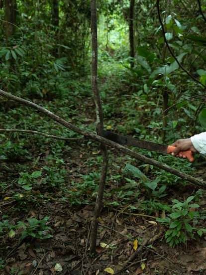 Ramas en forma de cruz como señal de no pasar. Así, los grupos en aislamiento voluntario bloquean el pasaje por las trochas e impiden el ingreso a su territorio. La comunidad yine de Monte Salvado limita con la Reserva Territorial Madre de Dios para indígenas aislados.