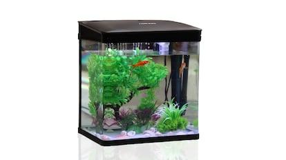 acuarios, acuarios plantados, acuarios pequeños, acuario amazon, pecera pequeña, comprar acuario, ¿cómo mantener un acuario en casa?, acuarios para principiantes, peces para acuarios, bricor acuarios, ¿qué necesito para empezar un acuario?, consejos para empezar un acuario, kit acuario principiantes