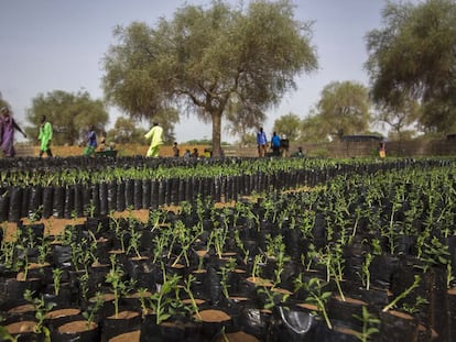 Hasta 2020 se han restaurado en la zona específica de intervención unos cuatro millones de hectáreas de los 100 previstos para 2030, según los últimos estudios de la Agencia de la ONU contra la Desertificación. En el Sahel, las sequías, las lluvias erráticas o las talas erosionan el suelo, desajustan las siembras, provocan subidas de precios, malnutrición y agudizan las migraciones y los conflictos en una región salpicada de violencia, intervenciones extranjeras y estados frágiles. En la imagen, habitantes de Widou revisan plantones de acacia senegal, de 'balanites aegyptiaca' y otras especies que ofrecen gran resistencia a las altas temperaturas y la escasez de agua que predomina durante más de nueve meses.

