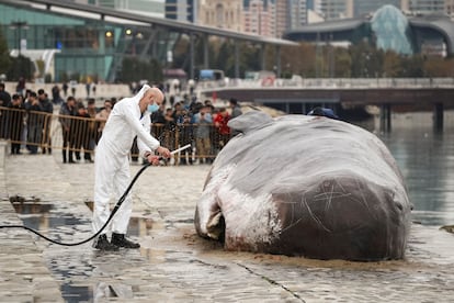 Instalación de una ballena varada del colectivo artístico belga 'Captain Boomer' yace en un terraplén mientras un miembro del colectivo la riega con una manguera durante la COP29, en Bakú (Azerbaiyán), este lunes.