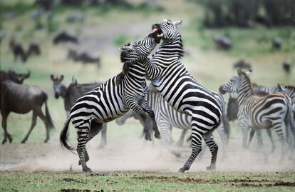 Cebras (Masai Mara, Kenia) y ñus presencian, retirados pero atentos, el combate feroz entre dos machos.