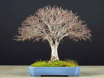 An elm tree that writer Gabriel García Márquez gave to the museum's creator, Luis Vallejo.