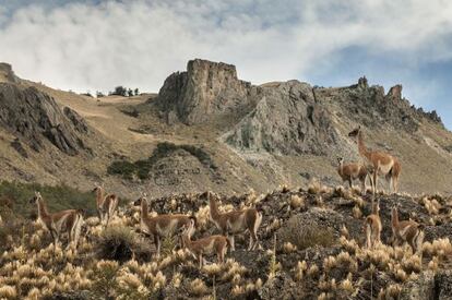 La cría de guanacos, animal típico del lugar, ha demostrado ser positiva para la Patagonia.