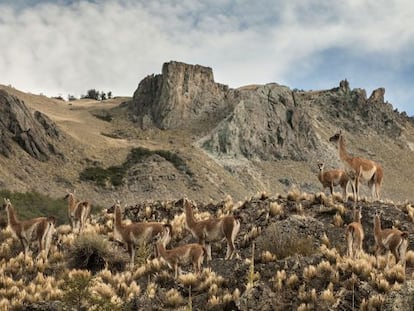 La cría de guanacos, animal típico del lugar, ha demostrado ser positiva para la Patagonia.