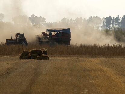 Agricultores trabajando en la recogida de la cosecha de patatas en la comarca ourensana de La Limia.
