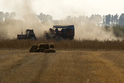 Agricultores trabajando en la recogida de la cosecha de patatas en la comarca ourensana de La Limia.