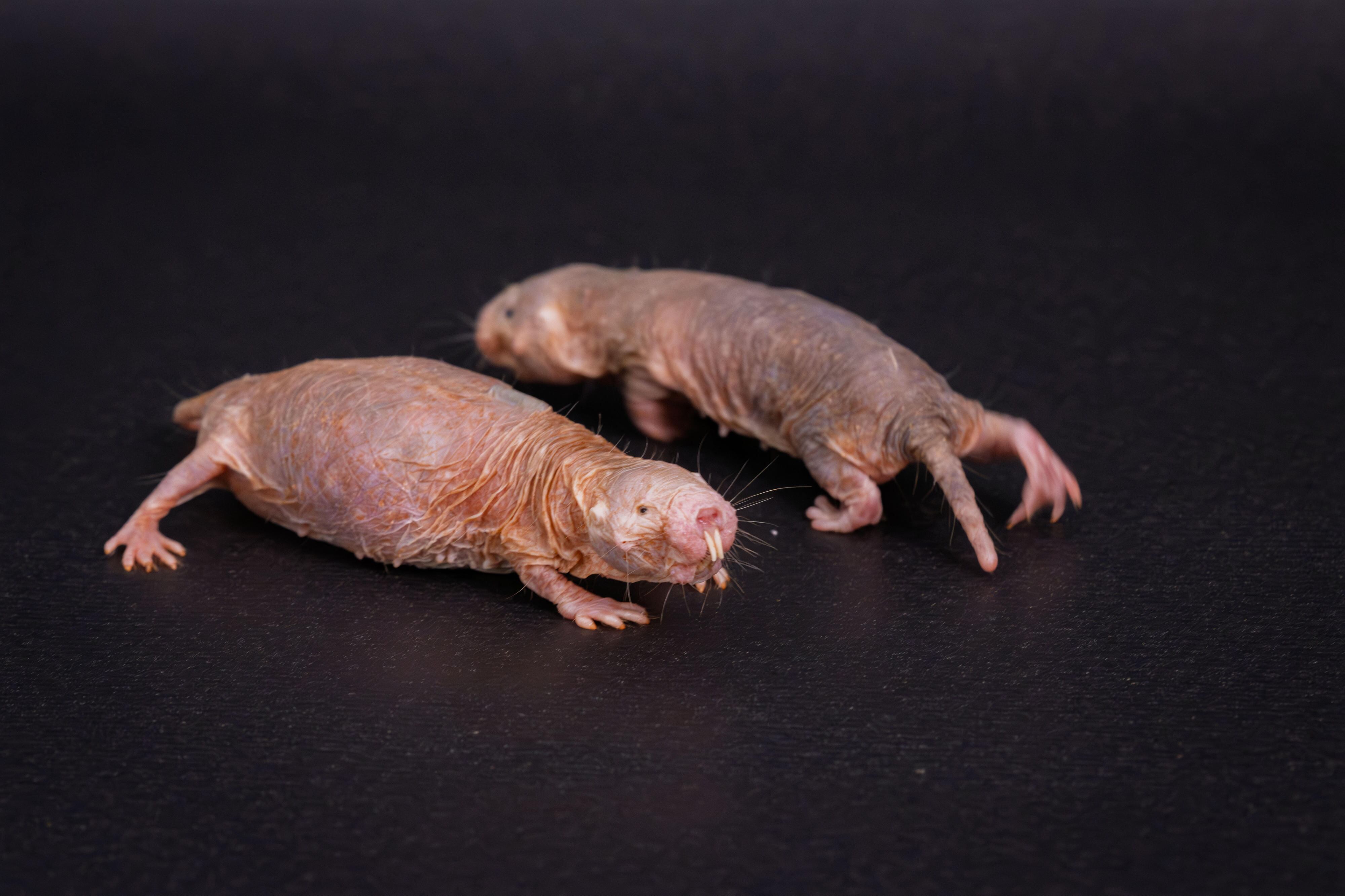 Una reina de rata topo desnuda preñada (izquierda) y una obrera (derecha).