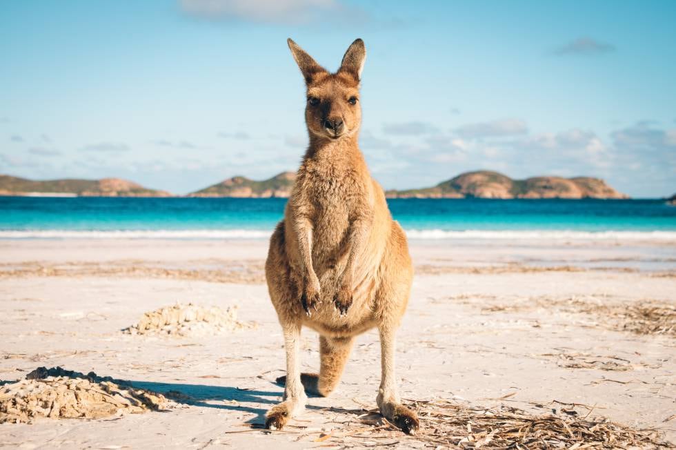 Canguro en las playas australianas.