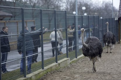 En el interior, los visitantes apenas daban crédito a las barrocas salas decoradas con iconos de oro y armaduras. En la imagen, los animales que Víctor Yanukóvich tiene en su residencia, 22 de febrero de 2014.