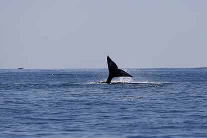 Una ballena gris se sumerje en el océano Pacífico, en aguas de la laguna de San Ignacio, cerca la península de Baja California, en México. La presencia de esta especie en la zona alcanzó su máximo pico en febrero de 205, con más de 2.500 ejemplares adultos.