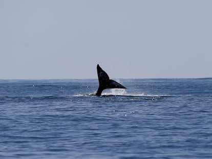 Ejemplar de ballena gris.