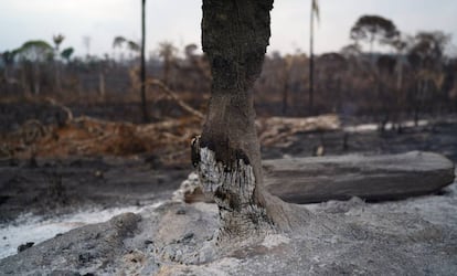 El tronco de un árbol arrasado por el fuego en la Amazonia.