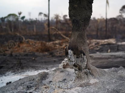 El tronco de un árbol arrasado por el fuego en la Amazonia.