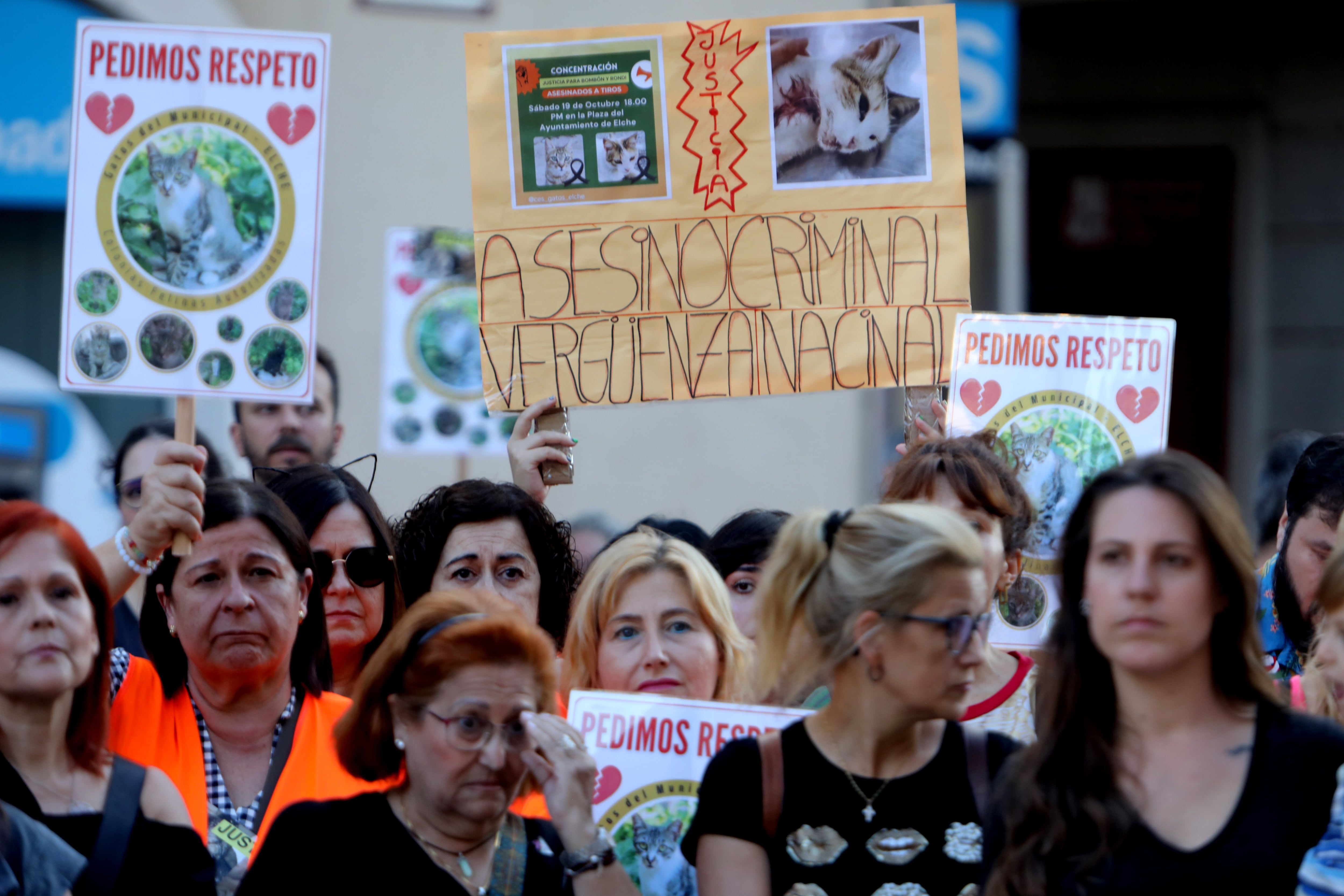 Dos años de cárcel para un funcionario de Elche por matar a dos gatos con su escopeta de caza