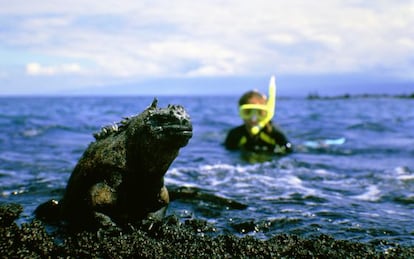 Un buceador observando una iguana en las islas Galápagos.