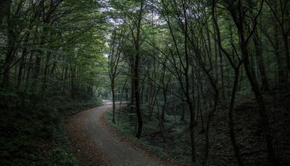 El bosque Belgrado de Estambul.