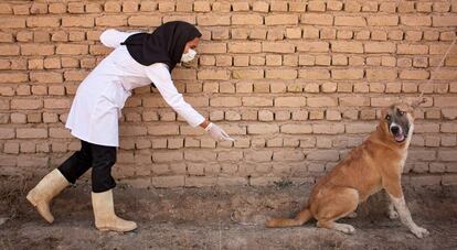 Un intento de vacunar a un perro contra la rabia.