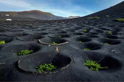 Las cepas de malvasía son las más antiguas de Europa: se plantan una a una en el suelo volcánico y están protegidas por pequeños muros naturales de piedra y lava.