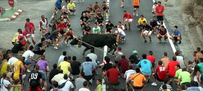 'Bou capllaçat' en un festejo en el tierras del Ebro.