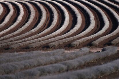 Campos de lavanda en el estado de Bridestowe, a las afueras de Launceston, Tasmania (Australia). 4 junio de 2014