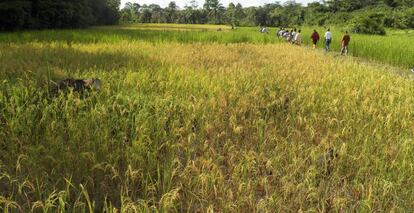 Tierras agrícolas en Tundin (Liberia).