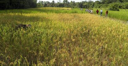 Tierras agr&iacute;colas en Tundin (Liberia).