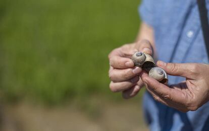 Moluscos en el Delta del Ebro. El programa Origins de Kellogg trabaja para mejorar la sostenibilidad del cultivo del arroz en los alrededores del parque natural.