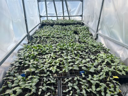 Vivero de plantas de luffa en Caldas de Reis.