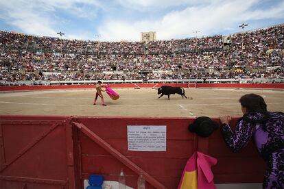 El toro de lidia se ha fortalecido en Francia y se ha multiplicado como símbolo de la marisma en la desembocadura del Ródano.