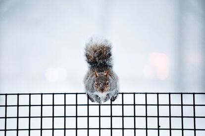 Una ardilla permanece en una valla del Battery Park, en Nueva York (EE UU).