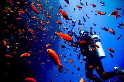 Un banco de 'Anthias' cola de lira en el mar Rojo (Egipto). 