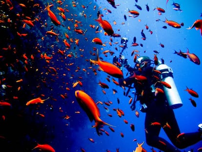 Un banco de 'Anthias' cola de lira en el mar Rojo (Egipto). 