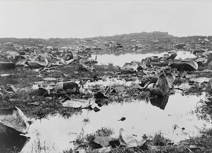 Un campo repleto de caparazones de tortugas cazadas en las islas Galápagos en 1901.