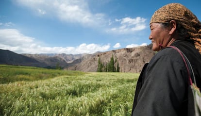 Una campesina observa sus campos de trigo en Leh, la antigua capital del reino de Ladakh al pie del Himalaya, en el norte de India.